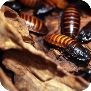 desinsectiation de cafards