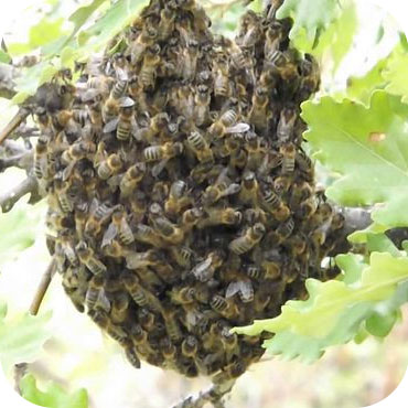 frelons guepes abeilles