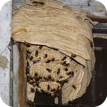 frelons guepes abeilles