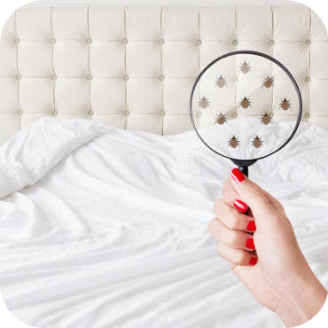 punaises de lit